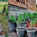 Mănăstirea Cozancea oferă spre vânzare ghivece cu busuioc cultivate de obștea monahală