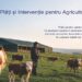 Peste 6 milioane de lei ajung la crescătorii de animale prin APIA