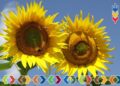 113 milioane de euro pentru investiții în ferme mici și în sectorul floricol
