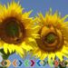 113 milioane de euro pentru investiții în ferme mici și în sectorul floricol