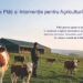 Sprijin financiar de peste 6 milioane lei pentru crescătorii de animale