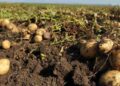 Direcția pentru Agricultură Județeană Botoșani: ajutor de minimis pentru producția de cartof – 2026