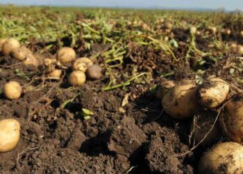 Direcția pentru Agricultură Județeană Botoșani: ajutor de minimis pentru producția de cartof – 2026